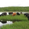 Cows on conservation grazing