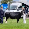 Tabor Code Red, Best In calf Dairy Cow any breed.  Fishguard Show 2023