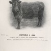 Victoria, born 1905. First prize for Breeding Cows, Lerwick Show, 1910. Photo © SCHBS