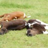 Sleeping calves