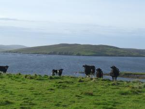 Gillarunna kye grazing the shore.