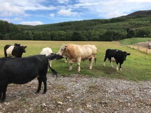 Simmental bull running with the herd