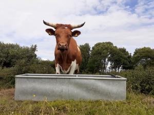 This is Kevin, a beautiful 4 year old steer