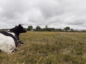 Dewdrop sat in watermeadows looking over the river Stour towards Christchurch