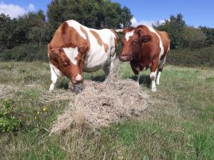 Ted and Toto were born at Hengistbury and now are used in our breeding programme