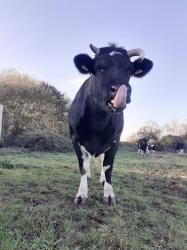 Jupiter, looking nervous just before hoof trimming!