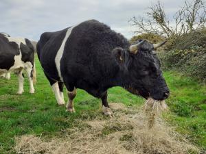 Our beautiful bull St Tudwals Arwel, siring 10 calves in the two years since being at Hengistbury