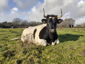 Rocky, one of our largest steers