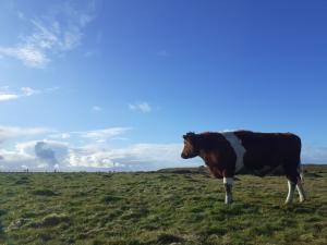 Lobelia over looking our ancient grassland