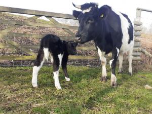 Our first calf of 2021, a little girl Kiara, born to Grace