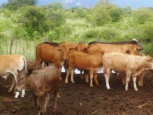 Canaan Gwete's mixed herd west of Mutare in Zimbabwe
