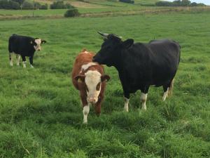 Selbiehill Lucy and Simmi calf