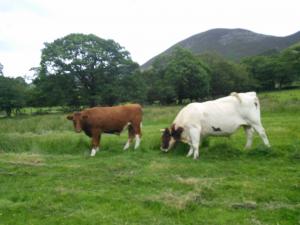 Shetland x Limousin steer and Windgates Gingernut
