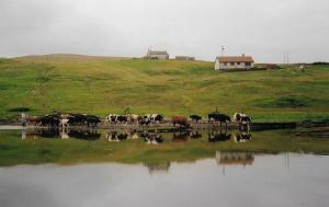 Collafirth herd heading home along the shore.