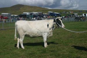 Collafirth White Rowan, born 2008, Sire Hillwell Mercury, Dam Collafirth Rowan. Champion at the 2010 Centenary Show.