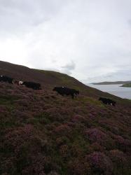 Cows on heather.