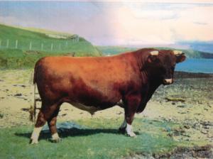 Collafirth Rasmie Born 1990, Sire Waterloo David Dam Collafirth Rhona