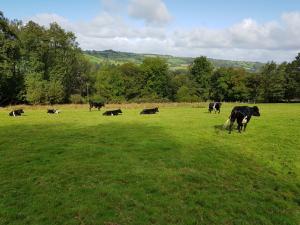 Summer pasture.