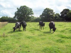 The herd in Warwickshire.