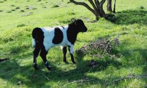 One of our Randolph herd Shetland calves in permanent pasture at Feldon Forest Farm.