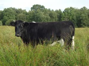 Grazing rough pasture