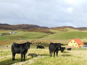 Shetland X Limousin coos above Gillarunna house.