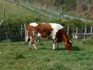 Clunes Fresca, aged 6 years, looking good despite feeding a calf off very old grass. The feed is a bribe, not for nourishment.