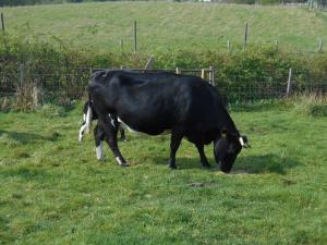 Clunes Freyja, about 6 – 7 months in calf by Renwick Renoir