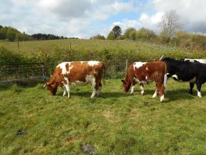 Clunes Fresca with her 2018 Beef Shorthorn Cross bullock calf aged about 1 year. He weighed 56% of his dam's weight at about 8.5 months.