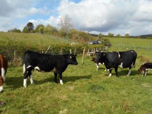 8 year old Trondra Shaila with her 2018 Beef Shorthorn Cross heifer calf aged 1 year. She weighed 55.01% of her dam's weight at 8.5 months.