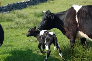 Carn Bhren Helen and bull calf