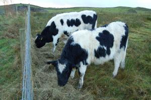 Steer calves