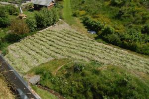 Drying the hand-cut hay on the driveway