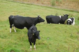 Whinpot Kite and Carn Bhren Helen and calves