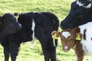 Grace’s first calf Ilex, along with Bambi