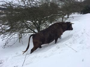 Fleecefaulds Cupid in snow