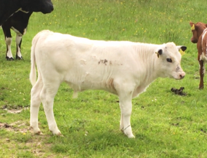  Glachbeg Casper, son of Renwick Renoir