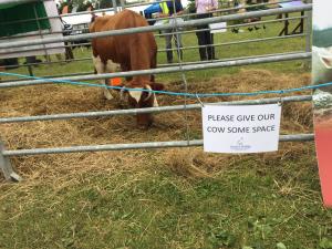 Fleecefaulds Bee on display at Scottish Game Fair.