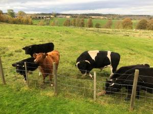 Selbiehill Pedro with the herd.