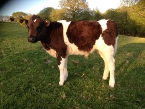 Jenna’s steer calf Spring 2016