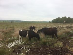 Grazing Flanders Moss