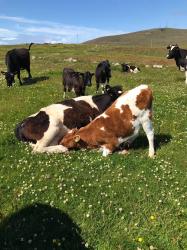 Milligord Bertha with greedy ox