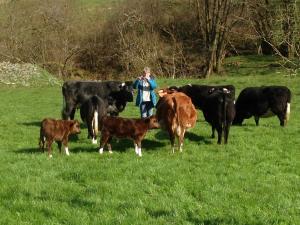 The herd on turnout April 2019, with Maggy – definitely not camera shy! From right clockwise: Wharncliffe Gudrun, Wharncliffe Jenna, Emgee Non, Wharncliffe Jaci, Emgee Percival, Emgee Pickle, Balearn Olwyn and Balearn Helen