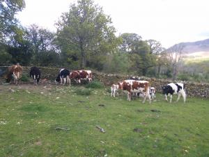 The herd. Needing rain.