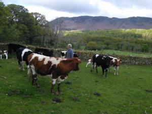 Jane and her cows.