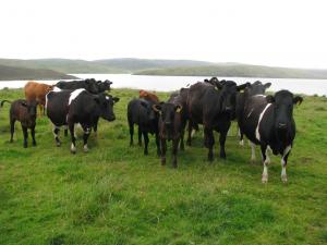 Gillarunna Shetlands and crossbreds.