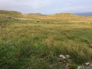 Grazing at Ocraquoy