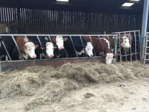 Commercial cattle