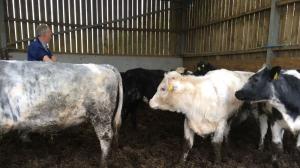 Roger with Shetland cross stock