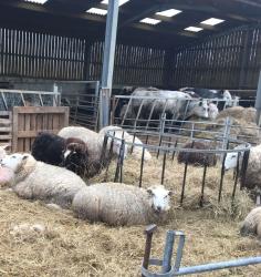 Sheep and cattle, winter housing